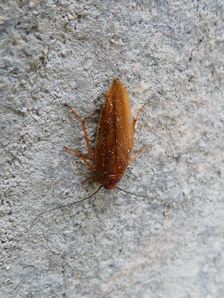 Tawny Cockroach