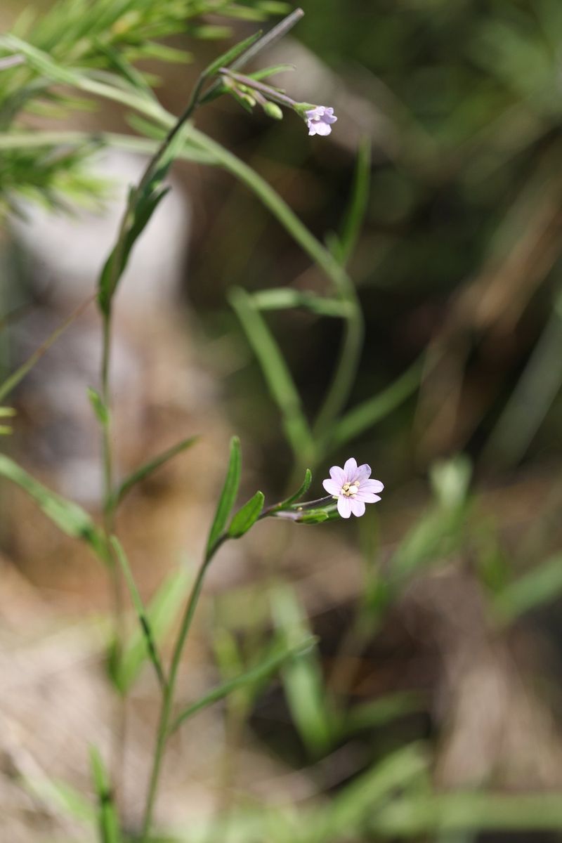 Marsh Willowherb