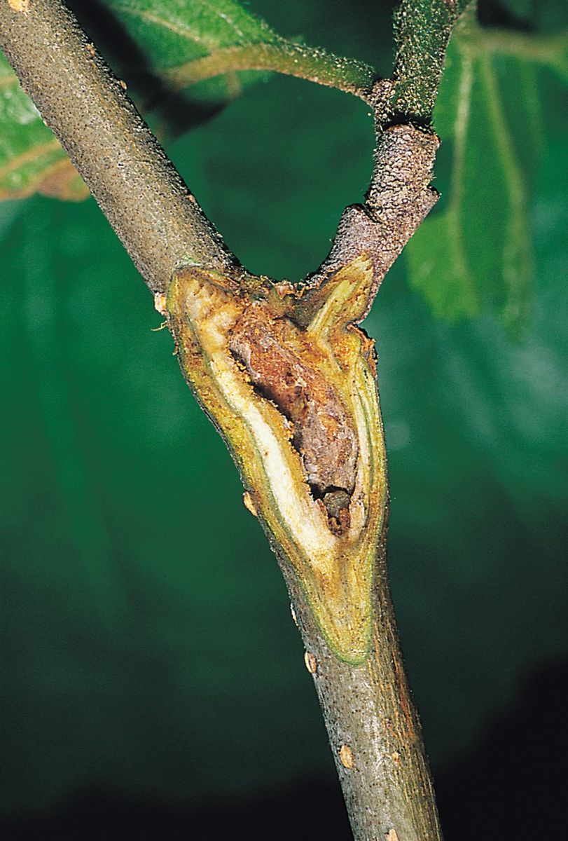 Birch-borer Tortrix