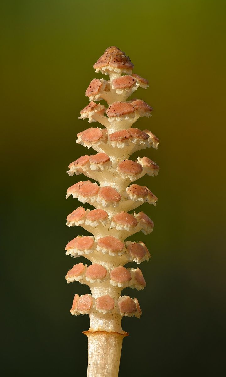 Field Horsetail