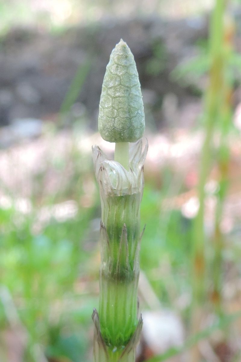 Wood Horsetail