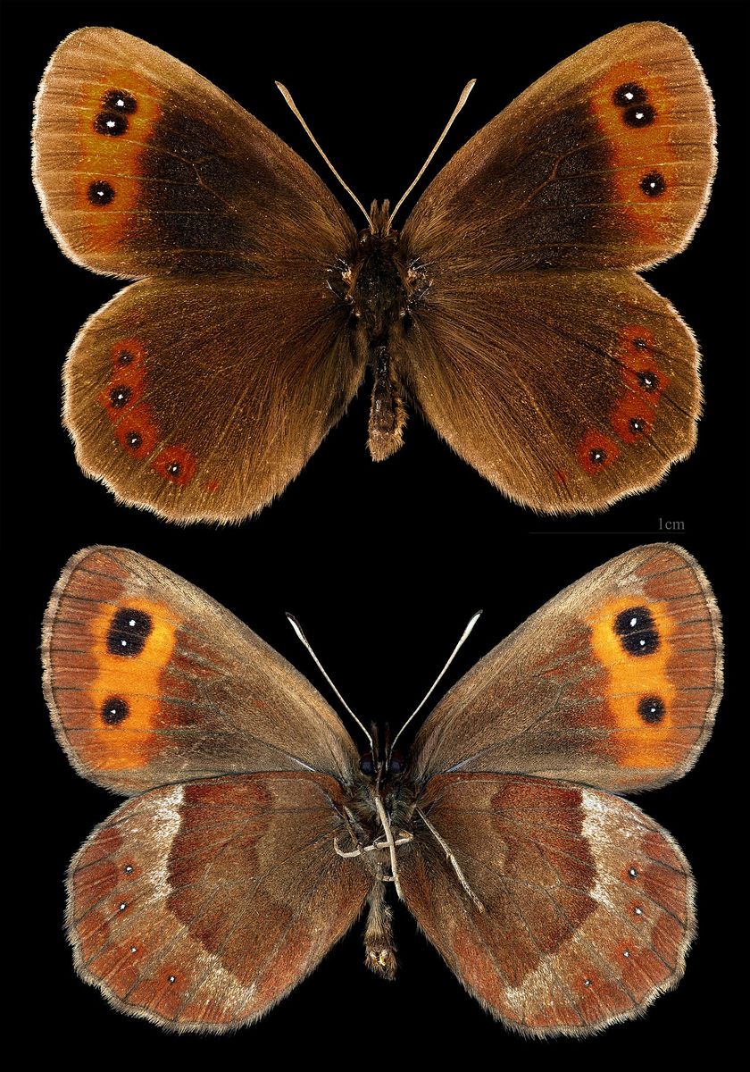 Scotch Argus