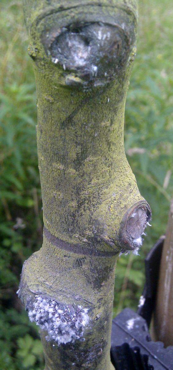 Woolly Apple Aphid
