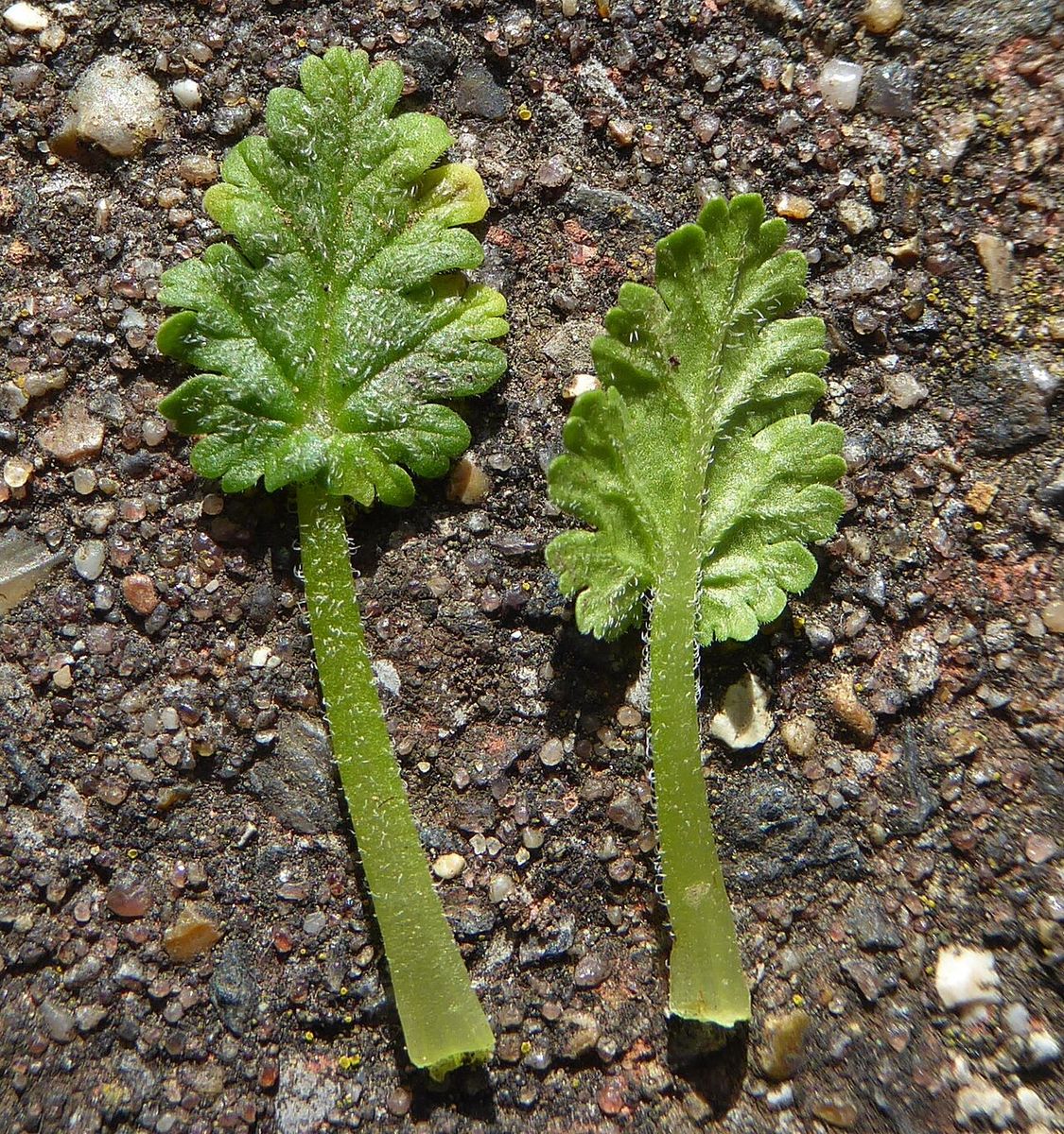 Sea Stork's-bill