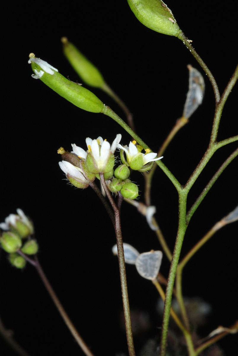 Common Whitlowgrass