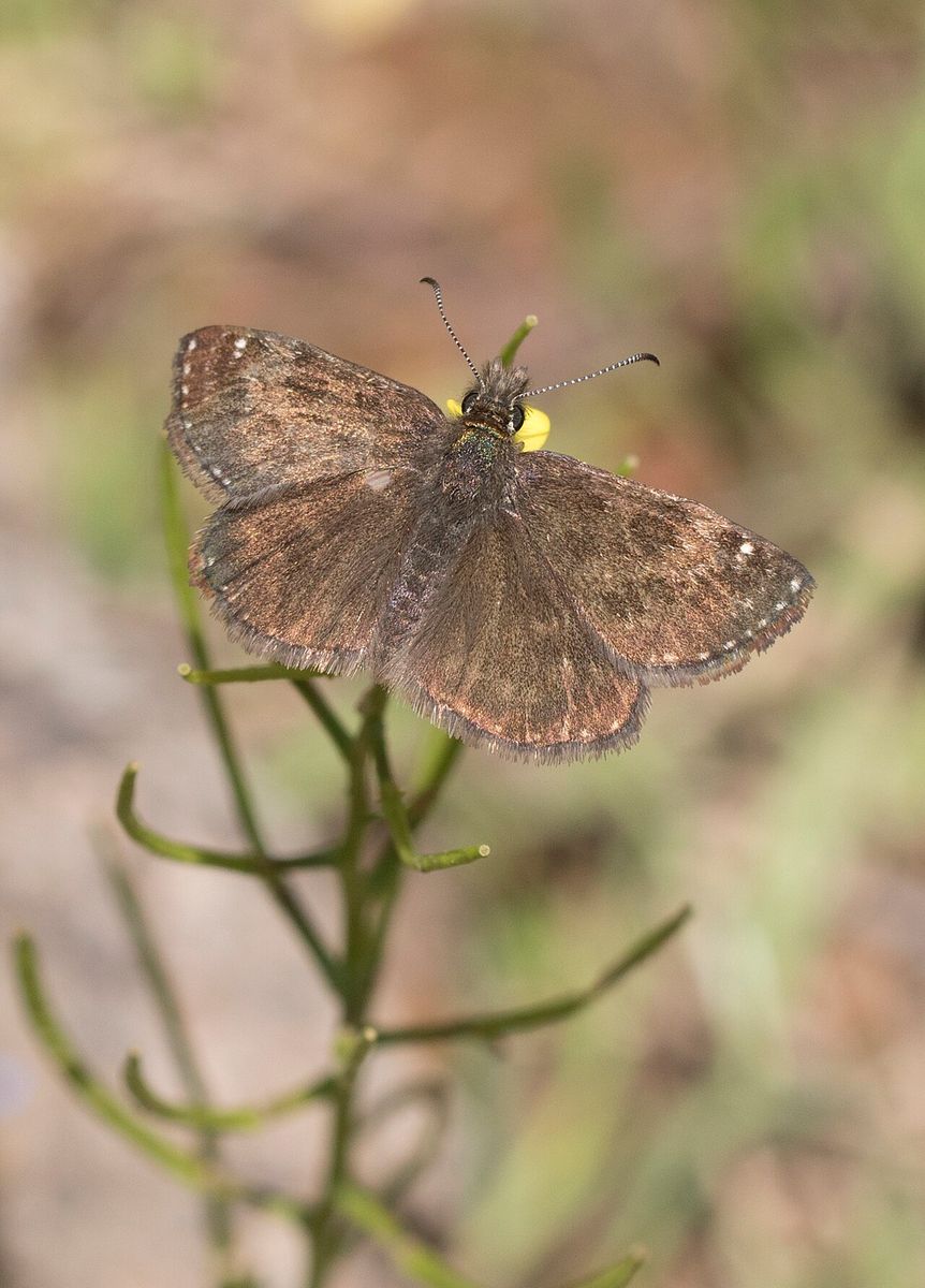 Dingy Skipper