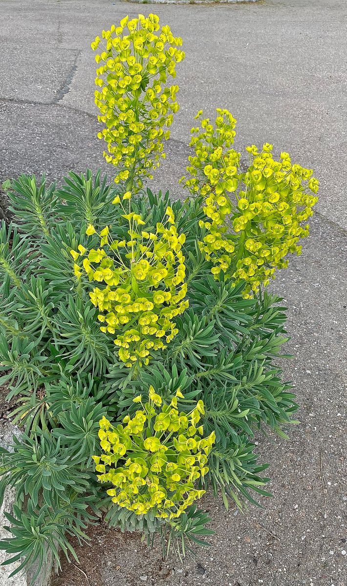 Mediterranean Spurge