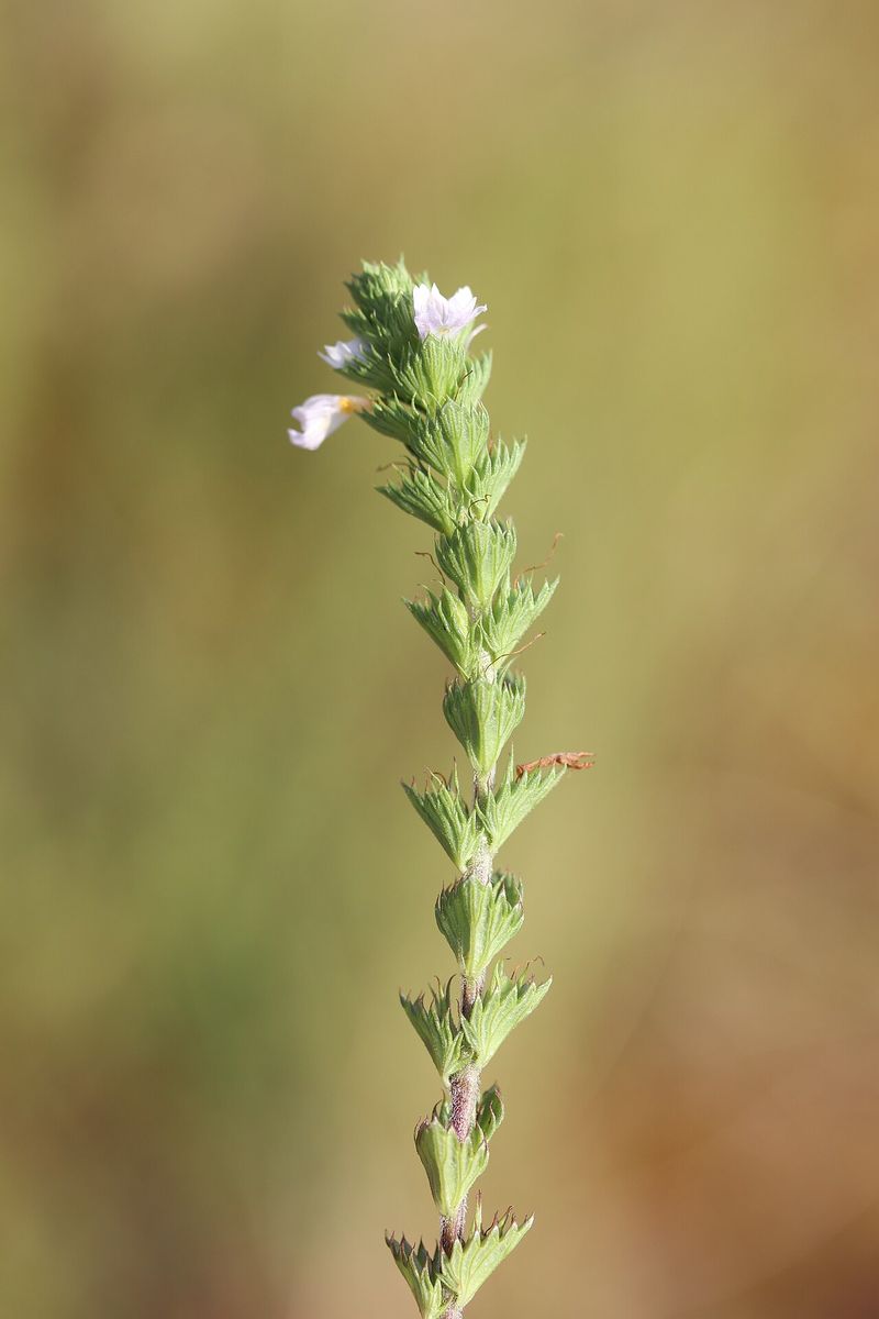 an Eyebright