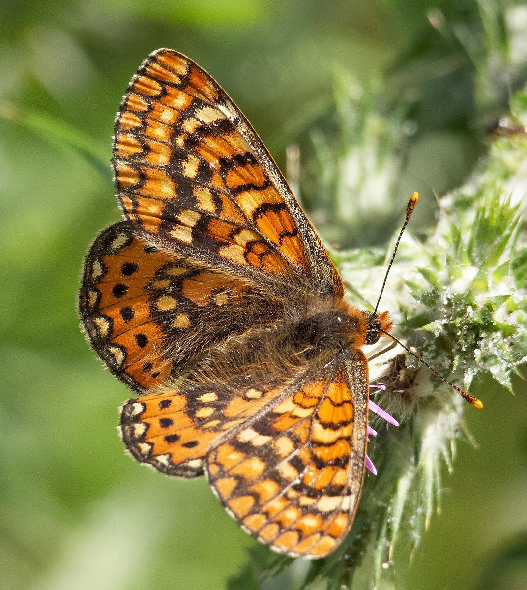 Marsh Fritillary