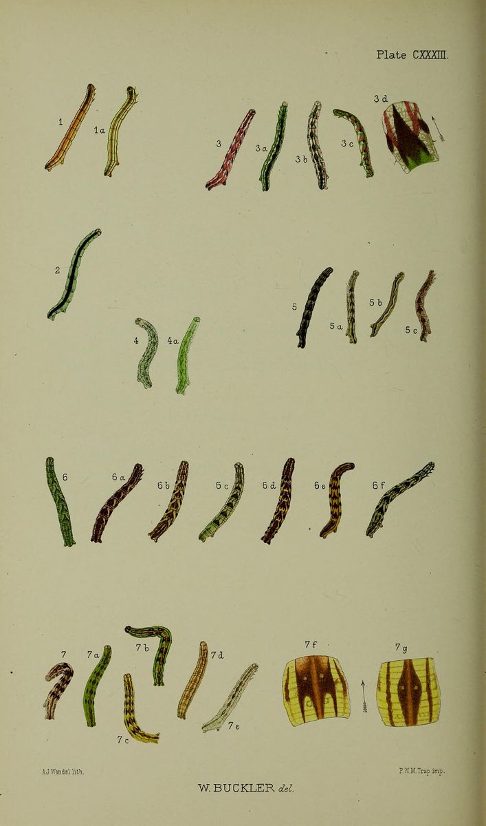 Narrow-winged Pug