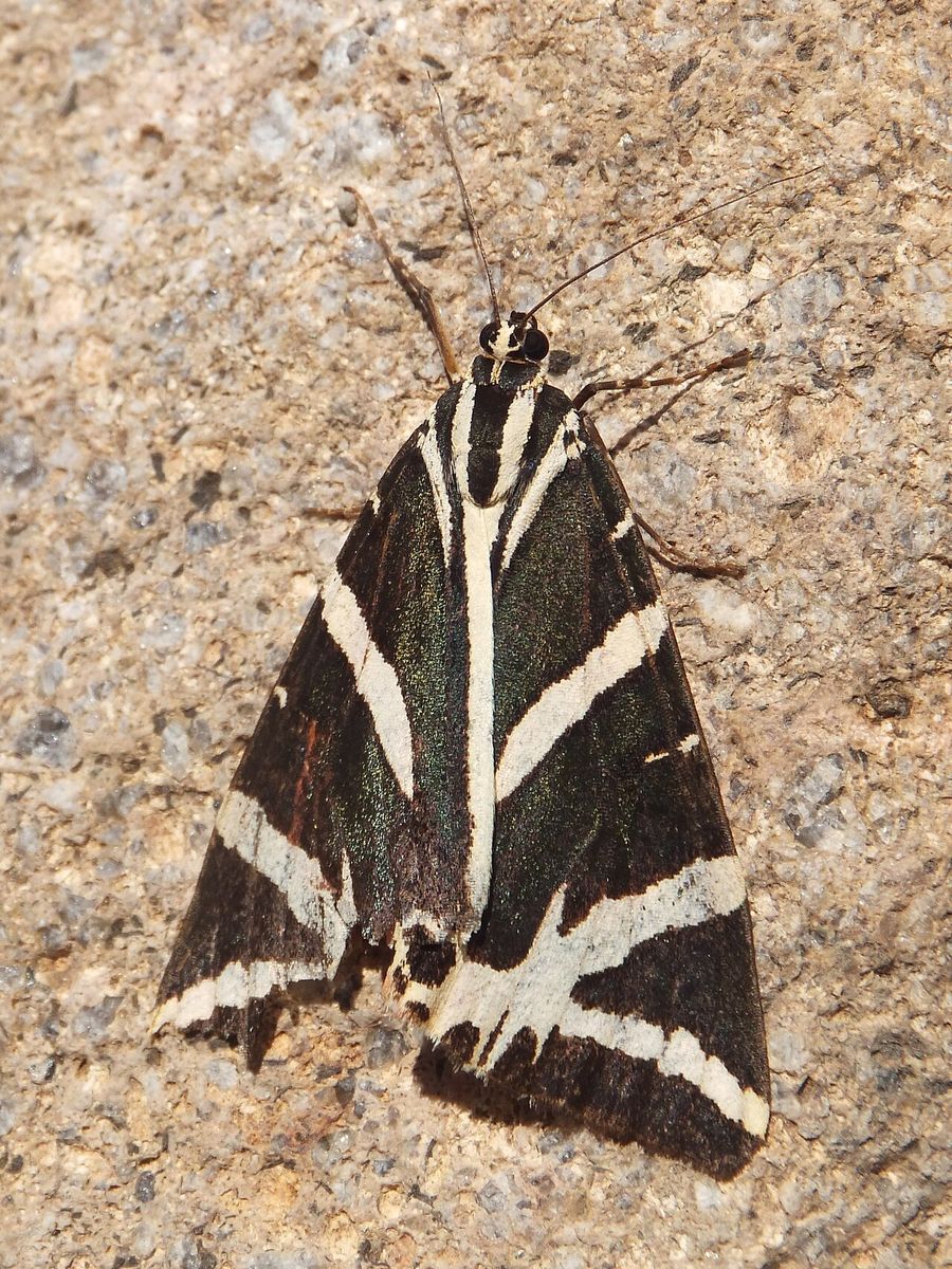 Jersey Tiger