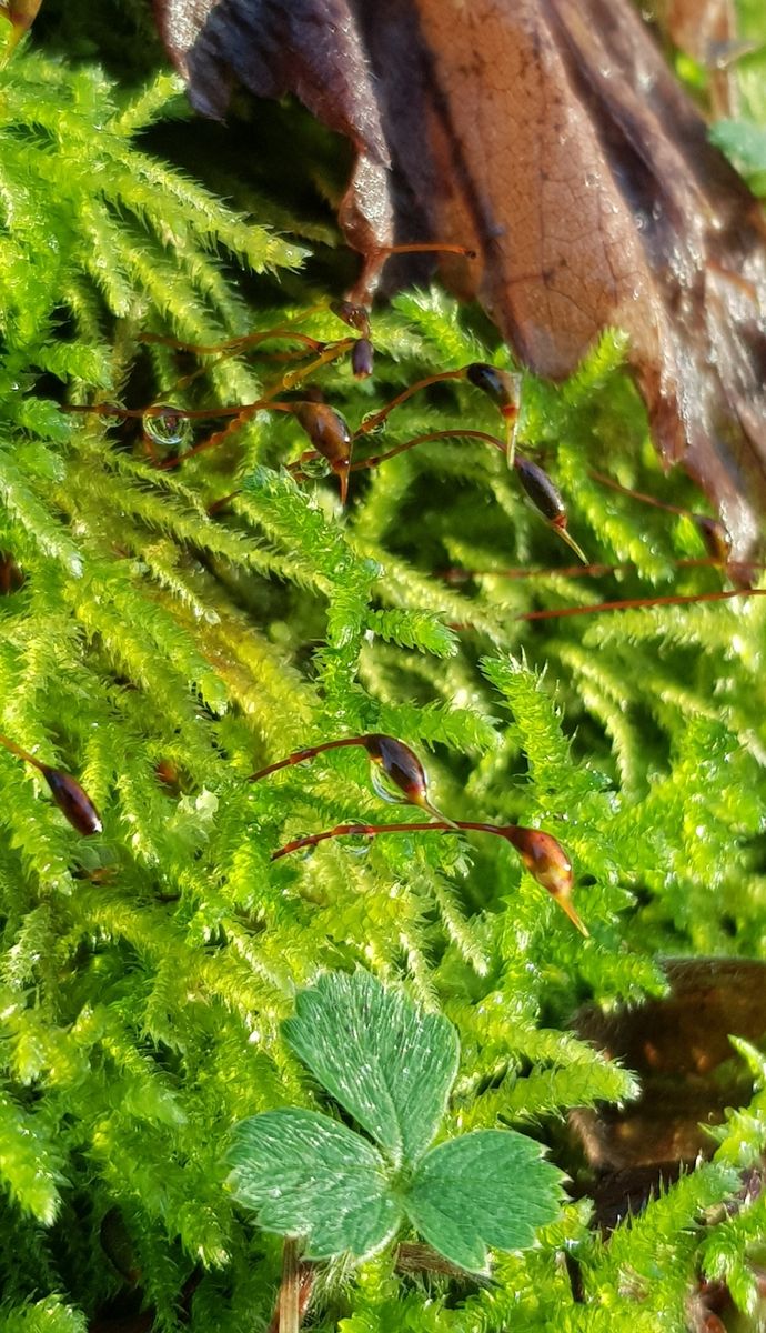 Common Striated Feather-moss