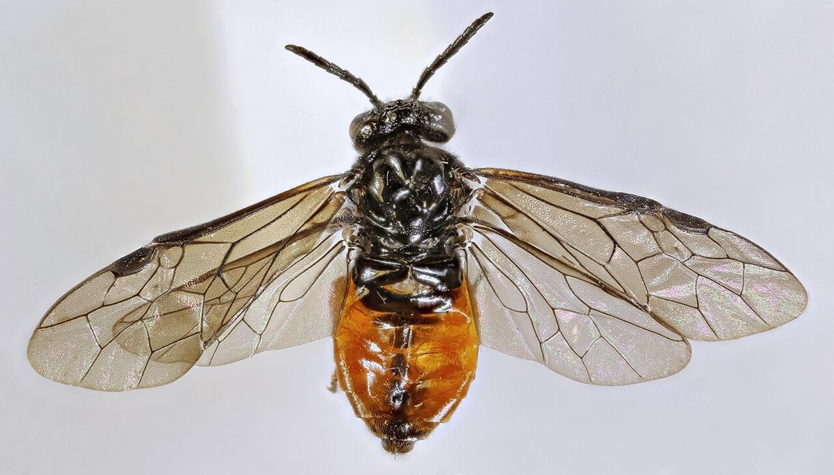 Yellow-bellied Rush-cutter