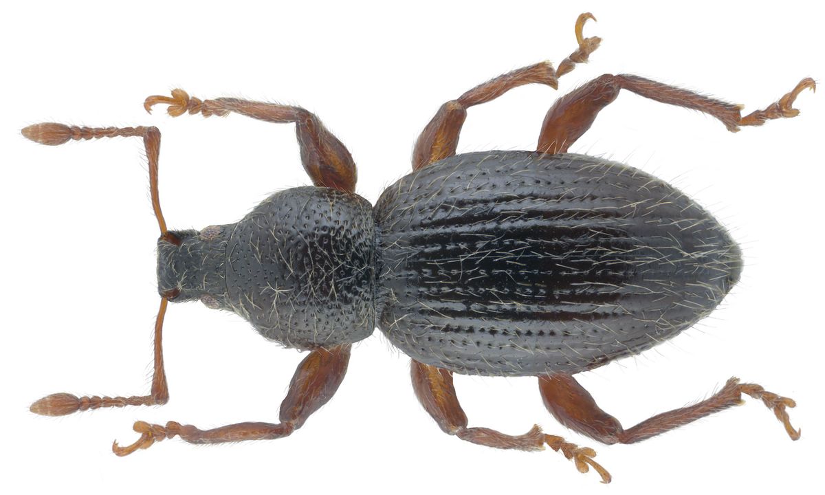 Hairy Spider Weevil