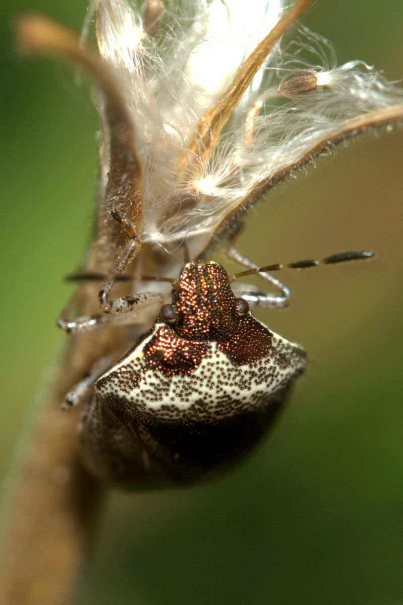 Woundwort Shieldbug