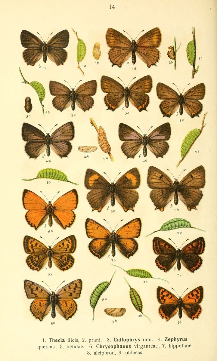 Purple Hairstreak