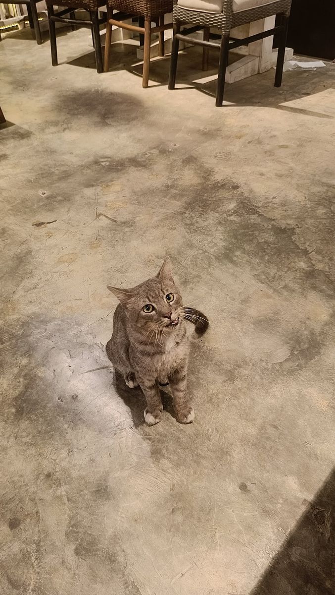 Wildcat