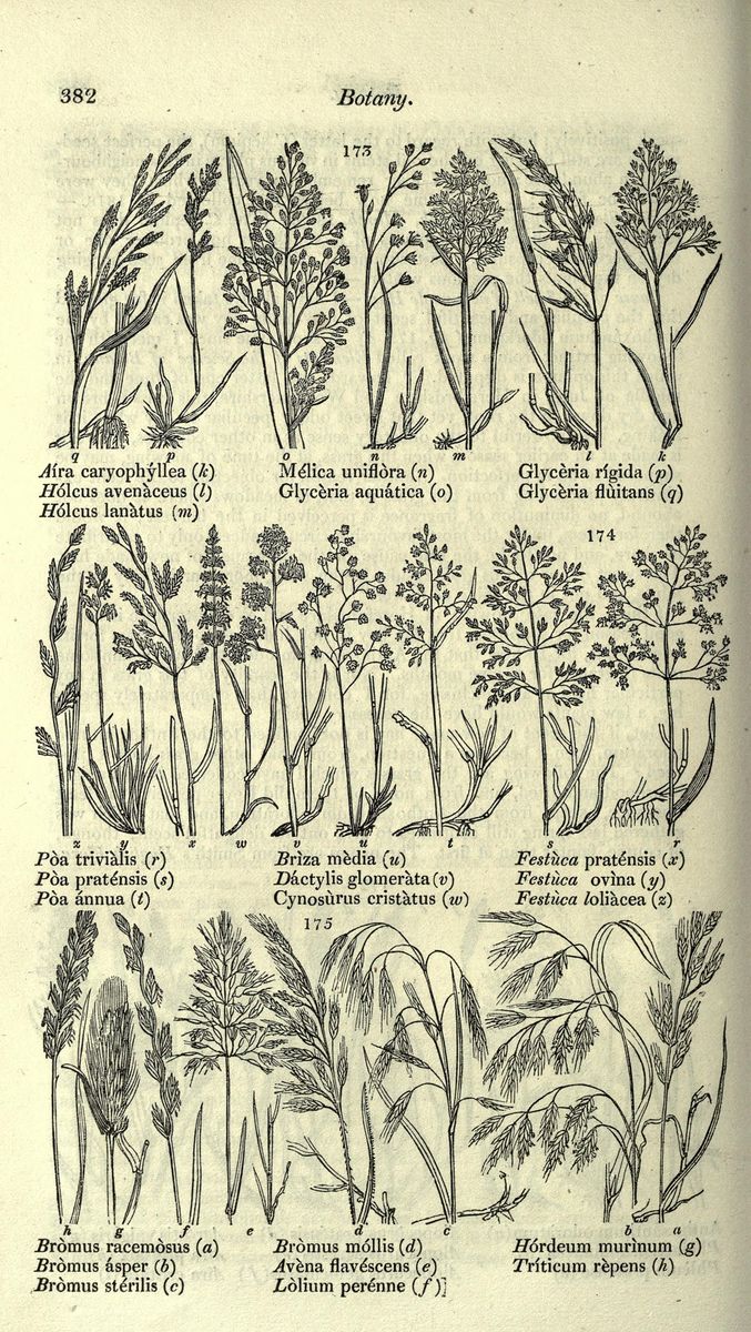 Sheep's-fescue