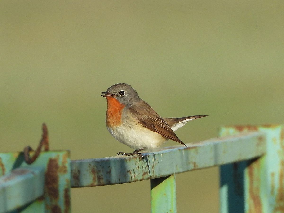Red-breasted Flycatcher