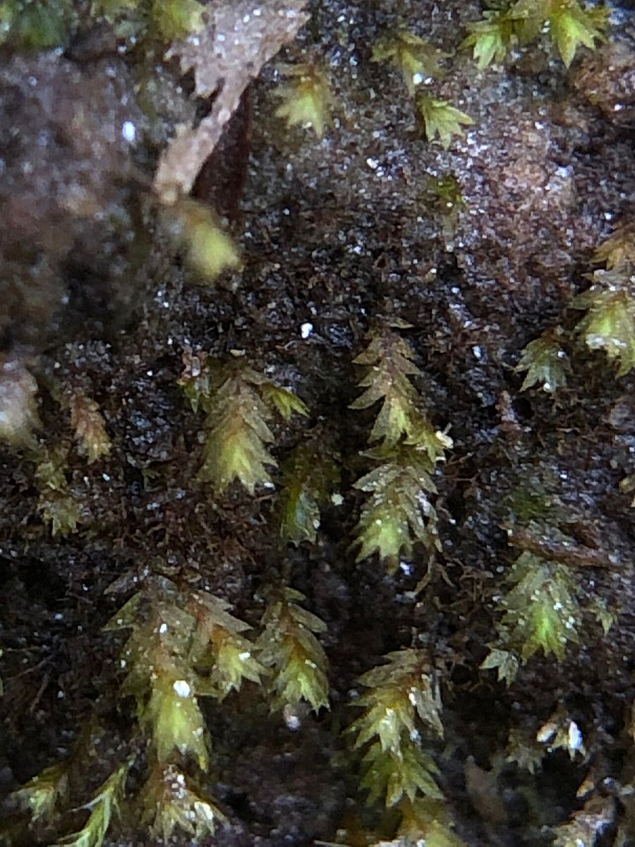 Welsh Pocket-moss