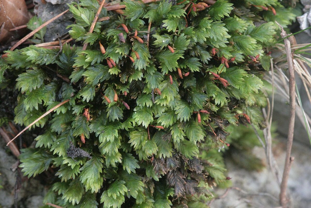 Rock Pocket-moss