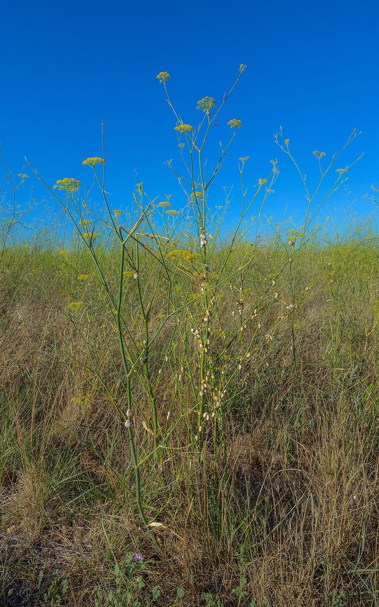 Fennel