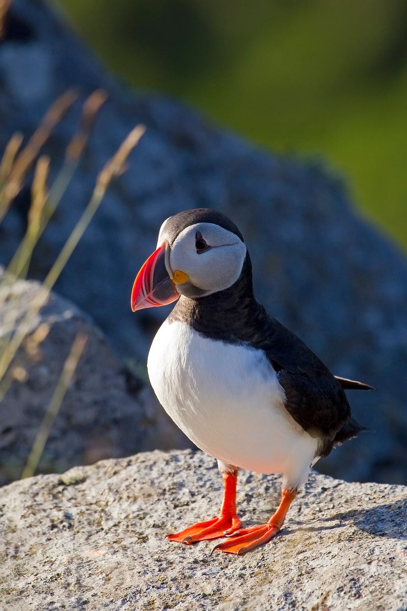 Atlantic Puffin