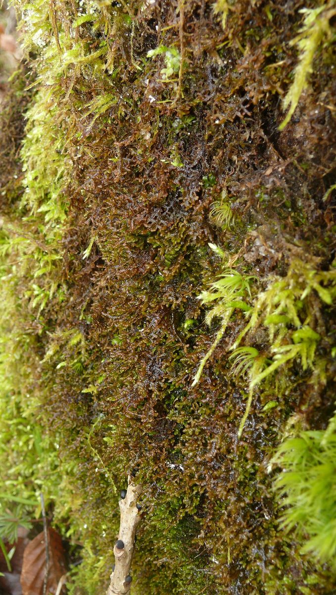 Tamarisk Scalewort