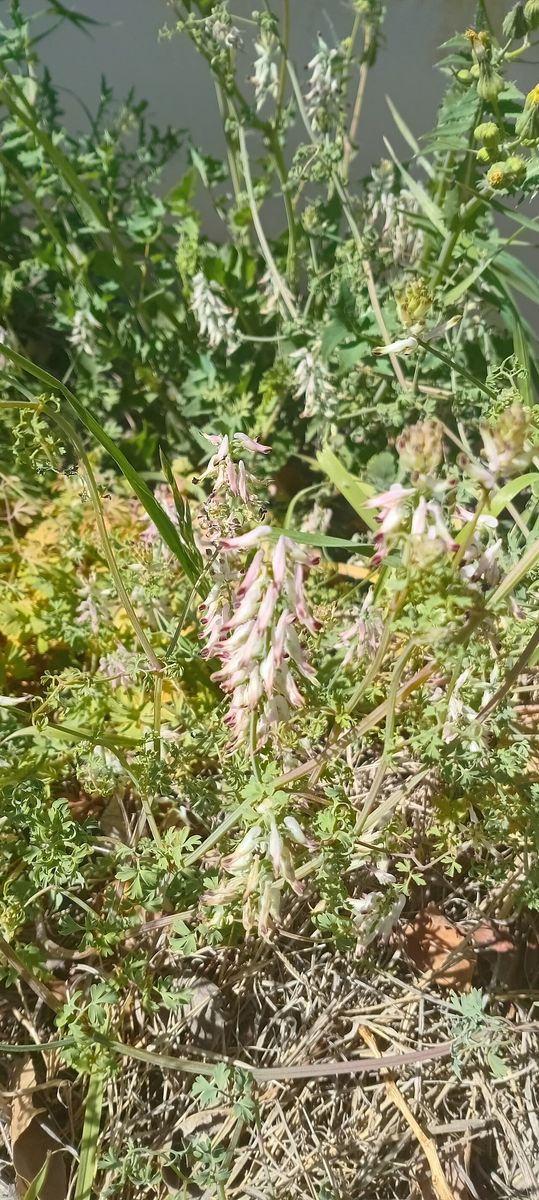 White Ramping-fumitory