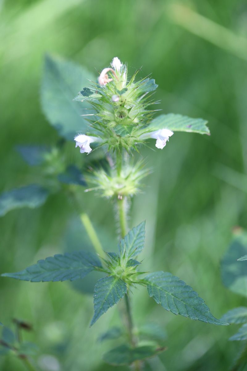Common Hemp-nettle