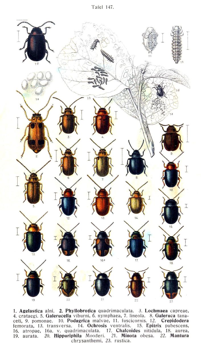 Brown Willow Beetle