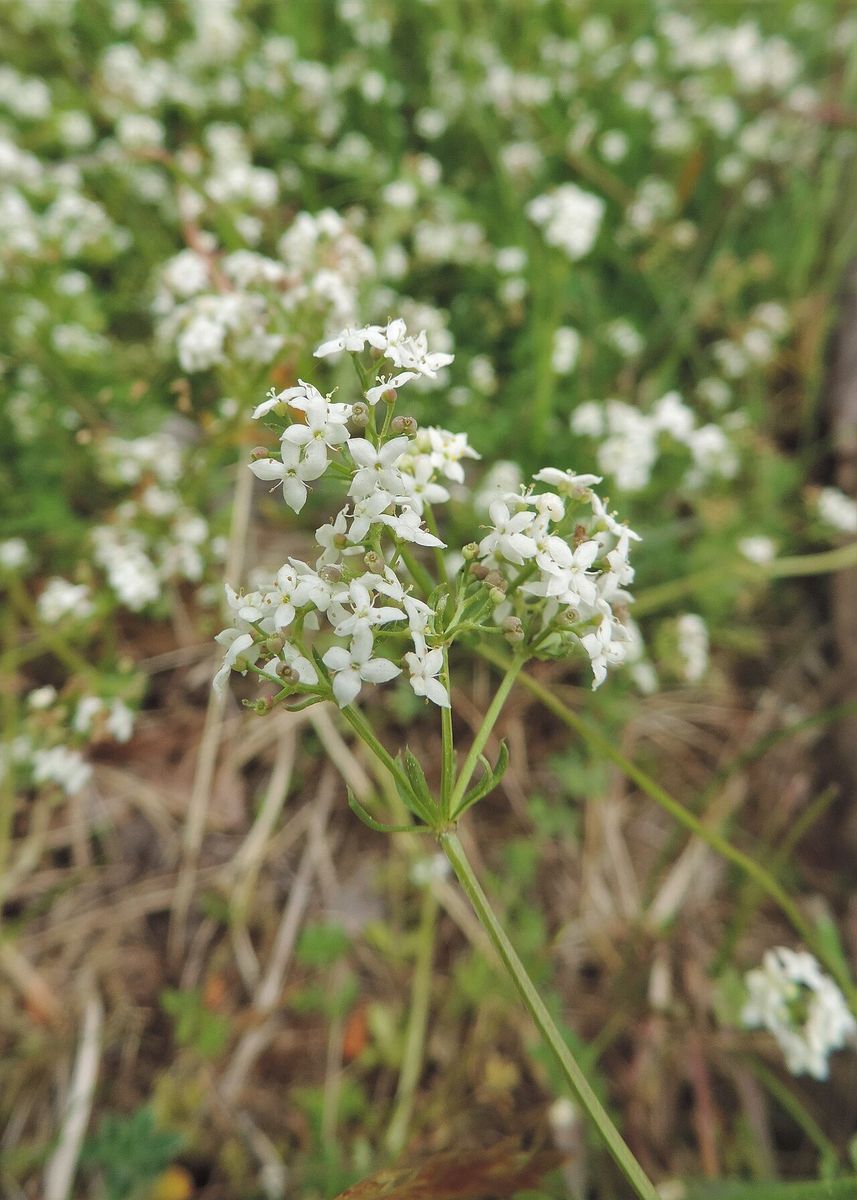 Heath Bedstraw