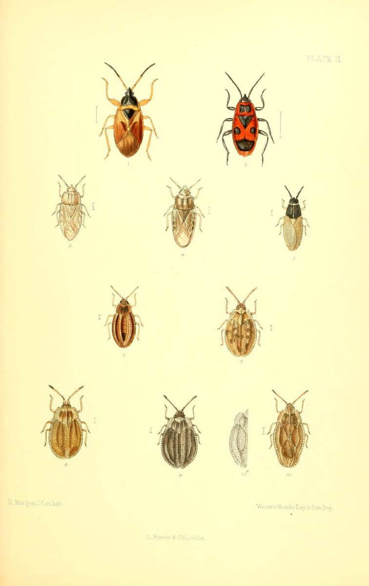 Spruce Cone Bug