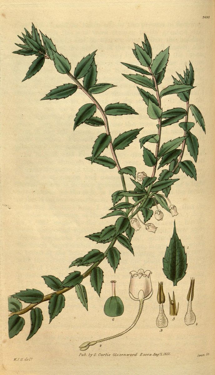 Prickly Heath