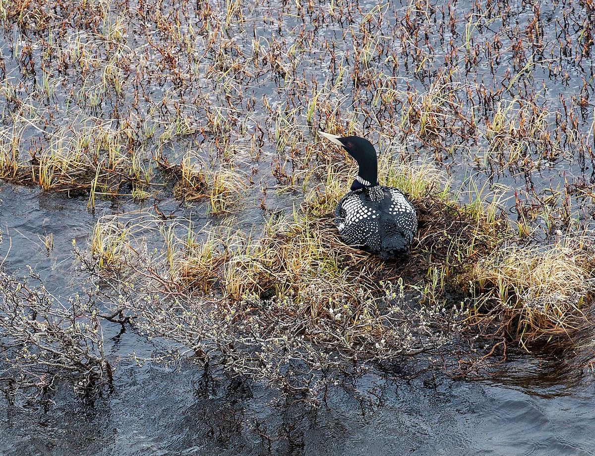 Yellow-billed Loon