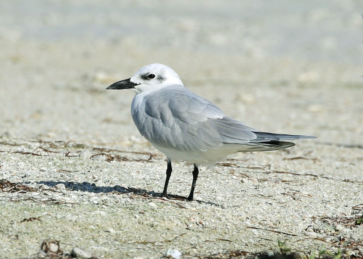 Gull-billed Tern