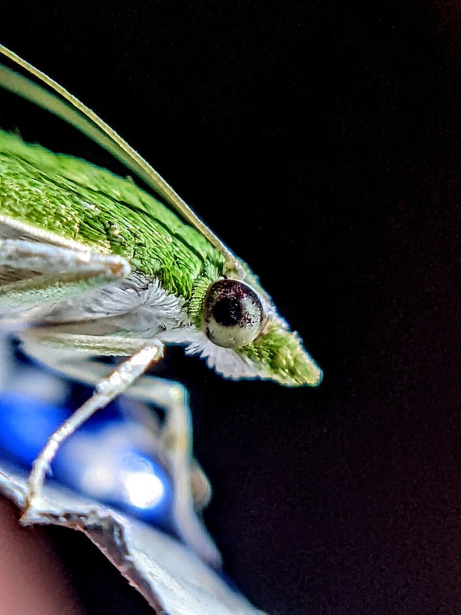 Large Emerald