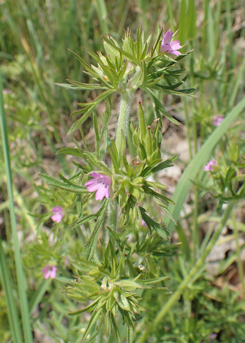 Cut-leaved Crane's-bill