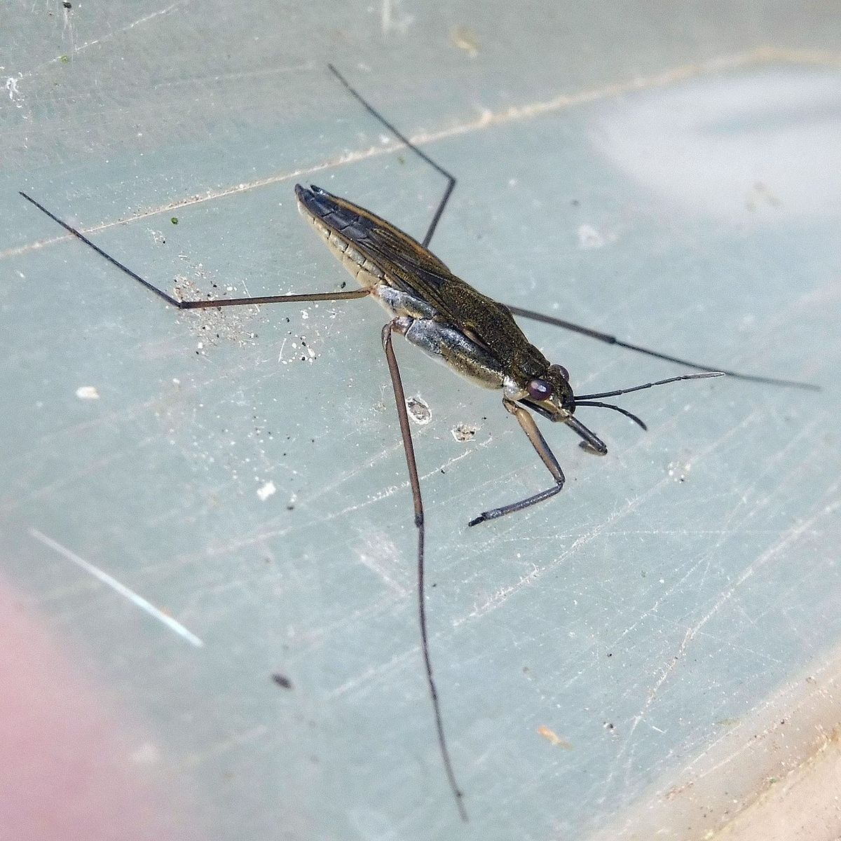 Common Pondskater