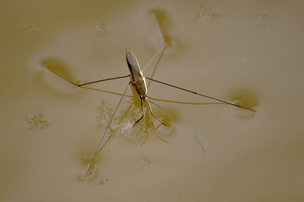 Toothed Pondskater