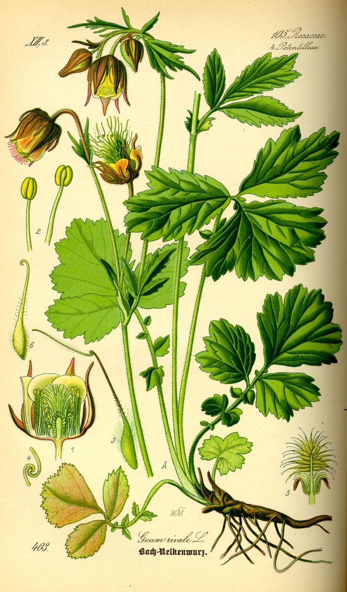 Water Avens