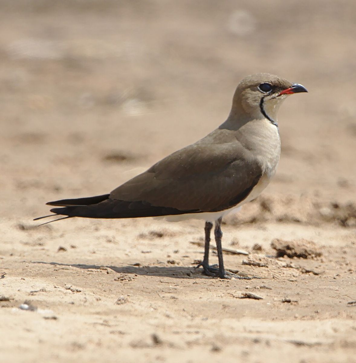 Black-winged Pratincole