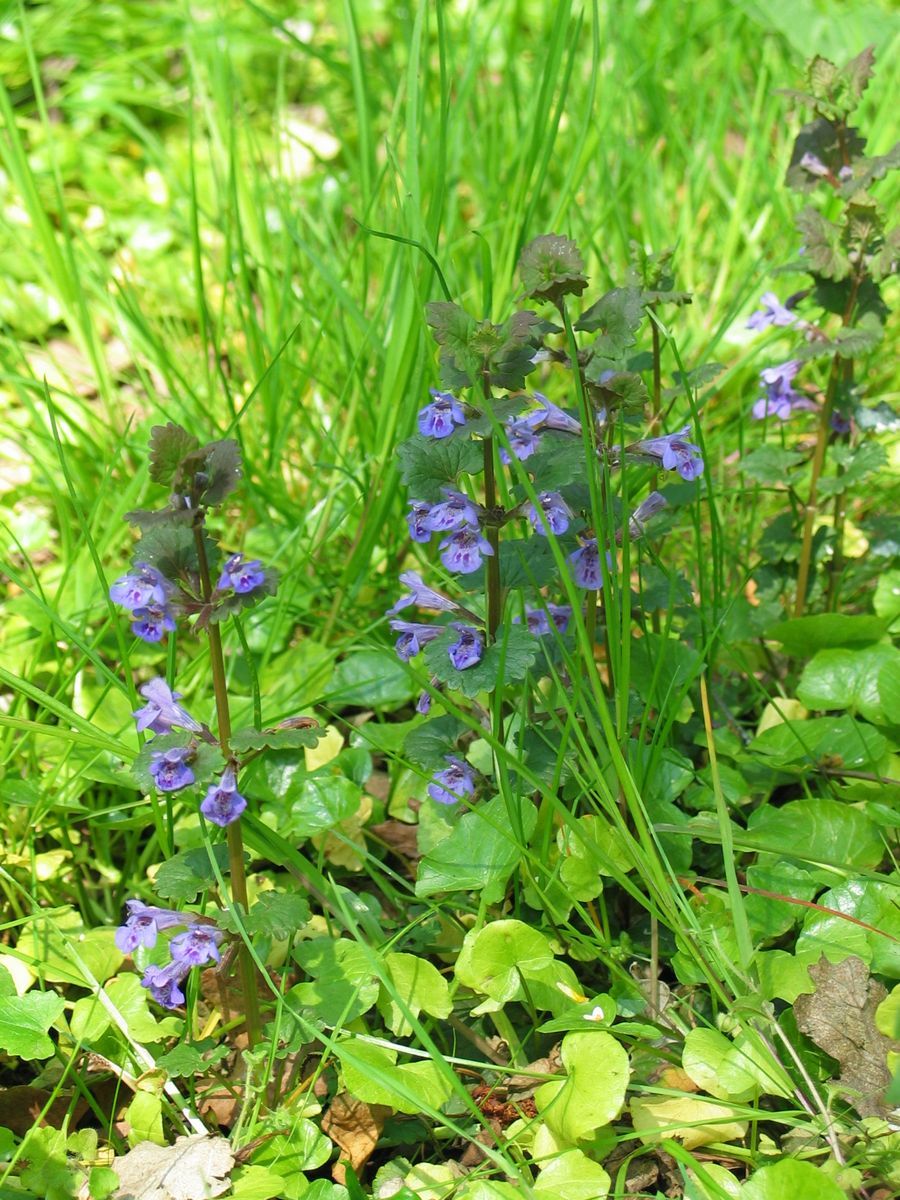 Ground-ivy