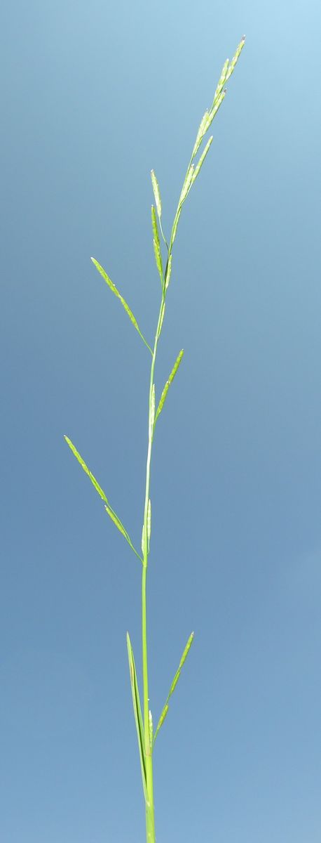 Plicate Sweet-grass