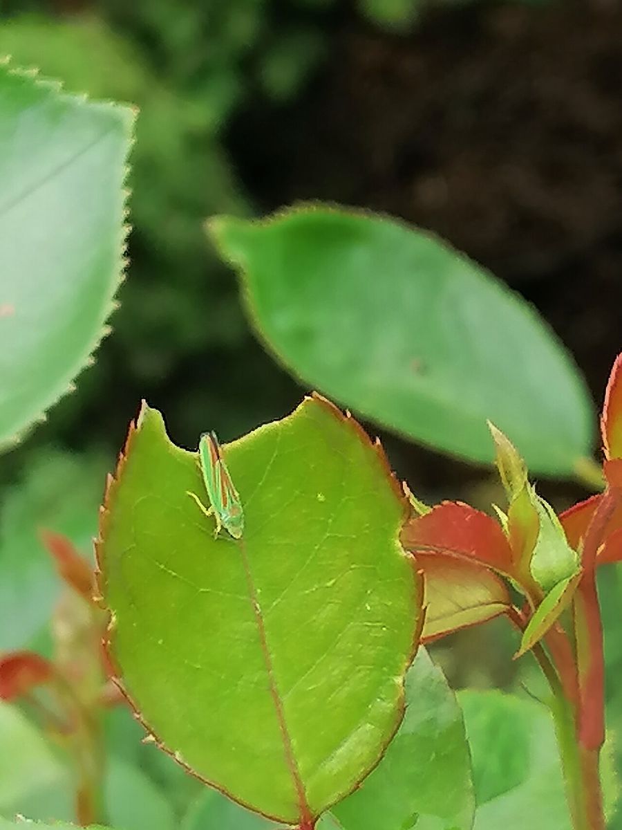 Rhododendron Leafhopper