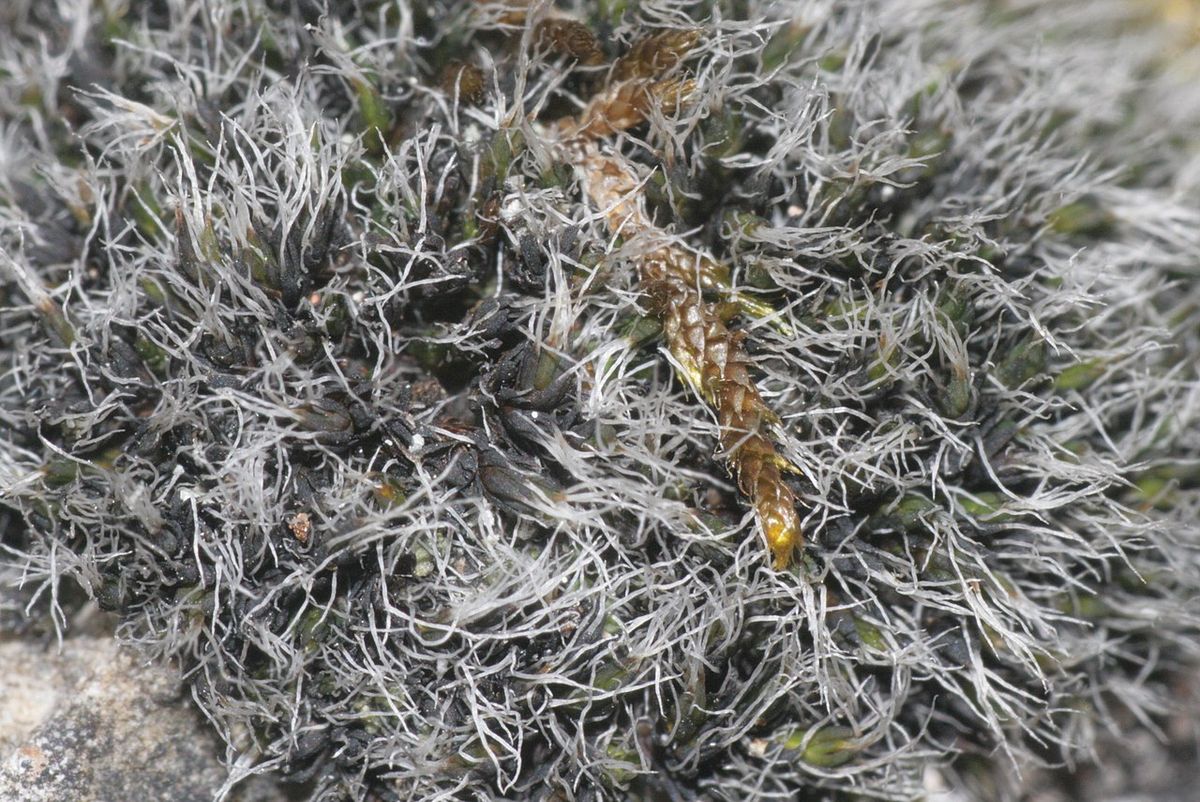 Dapple-mouthed Grimmia