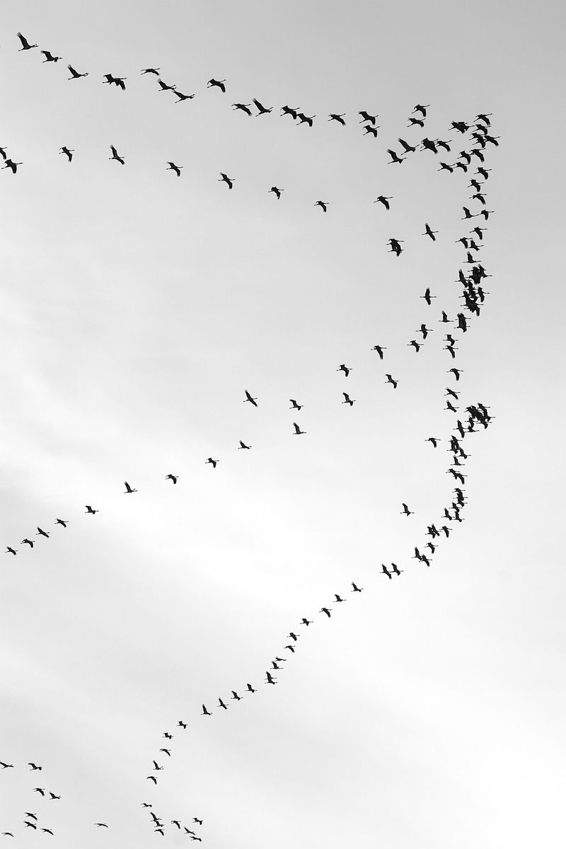 Common Crane