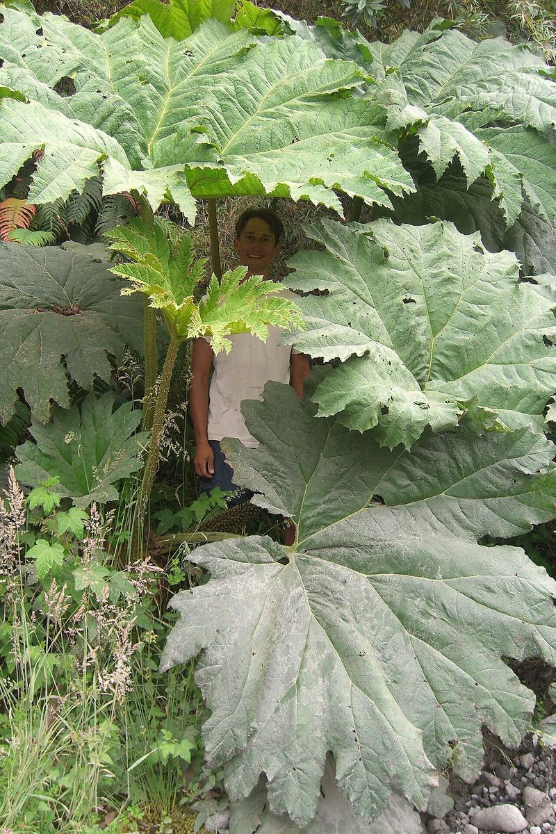 Giant-rhubarb