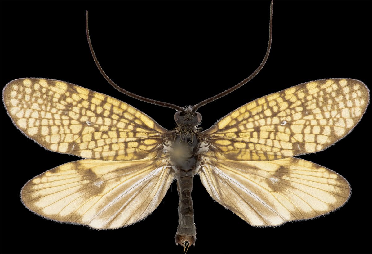 Window Winged Sedge