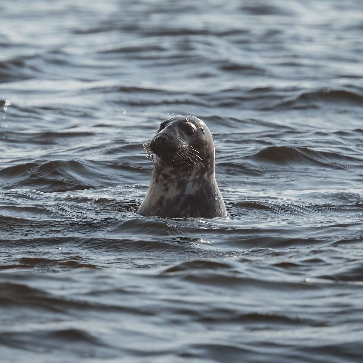 Grey Seal